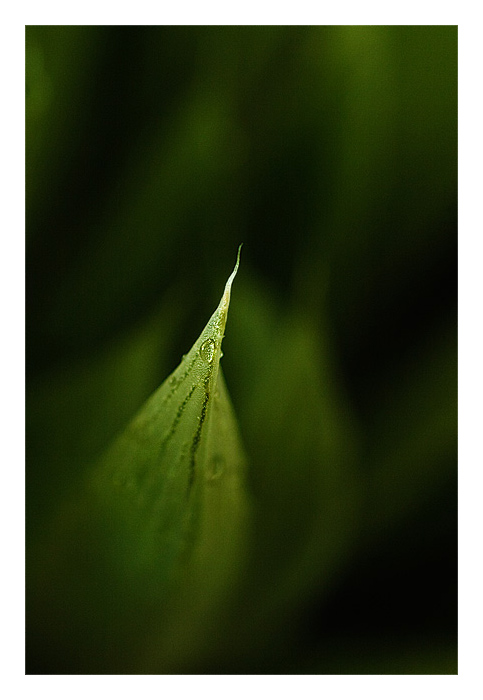 Haworthia emelyae